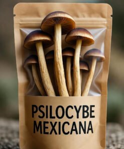 Trusted Source For Dried Psilocybe Mexicana Mushroom Online
