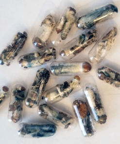 MUSHROOMS CAPSULES