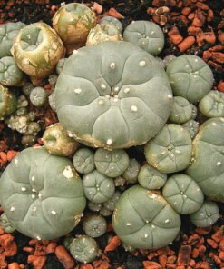 MESCALINE