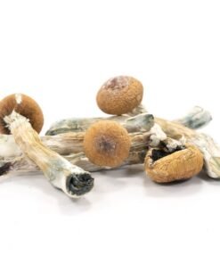 Penis Envy Mushrooms