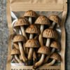 Psilocybe Azurescens Mushroom