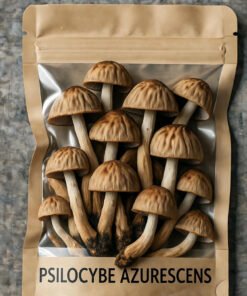 Psilocybe Azurescens Mushroom