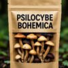 Psilocybe Bohemica For Sale Online