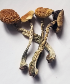PSILOCYBIN