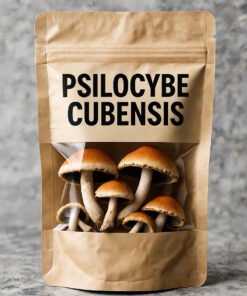 Buy Psilocybe Cubensis Mushroom Online